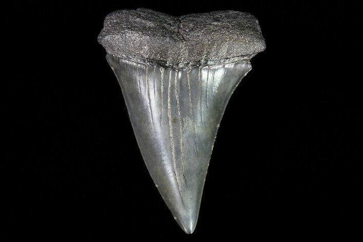 Fossil Mako Shark Tooth - Georgia #75048